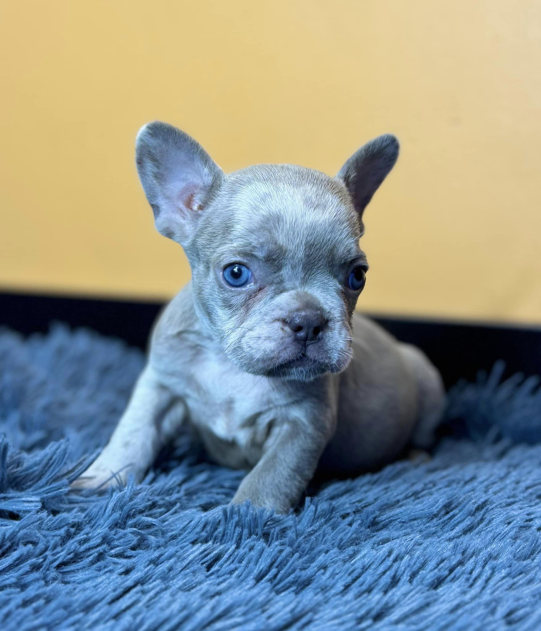 Chiots Bouledogue français